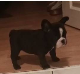 Französische bulldogge welpen 