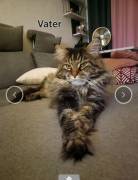 Maine Coon Kitten abzugeben-in liebevolle Hände