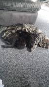 Maine Coon Kitten abzugeben-in liebevolle Hände