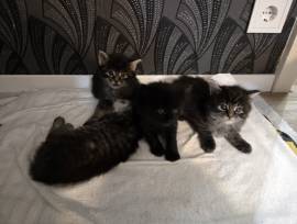 Maine Coon Kitten abzugeben-in liebevolle Hände