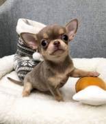 Chihuahua-Welpen