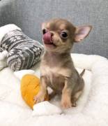 Chihuahua-Welpen