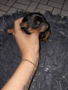 Cavapoo King Charles Welpen Cavapoo 
