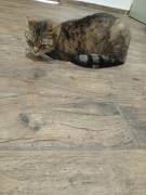 Hauskatzen 
