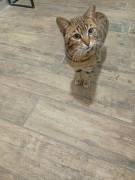 Hauskatzen 