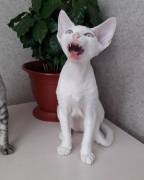 Bezaubernde Devon Rex-Kätzchen