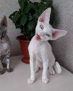 Bezaubernde Devon Rex-Kätzchen