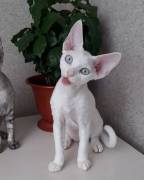 Bezaubernde Devon Rex-Kätzchen