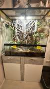 Kronengecko Curry mit Terrarium 90x45x45
