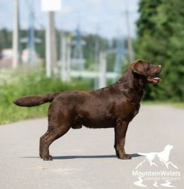 4-jähriger schokobrauner Labrador-Rüde sucht Paten