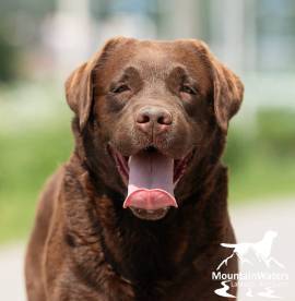 4-jähriger schokobrauner Labrador-Rüde sucht Paten