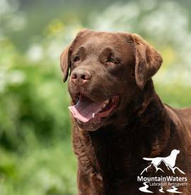 4-jähriger schokobrauner Labrador-Rüde sucht Paten