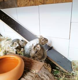 4 Degumädels, inkl. Käfig und Zubehör abzugeben