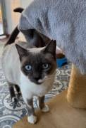 Schöne zutrauliche Wohnungskatze, Einzelkatze