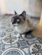 Schöne zutrauliche Wohnungskatze, Einzelkatze