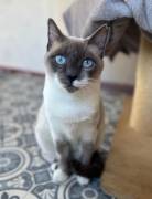 Schöne zutrauliche Wohnungskatze, Einzelkatze