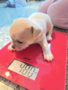 Chihuahua Mädchen sucht ein liebevolles Zuhause