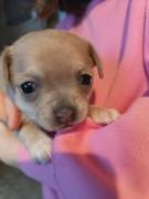 Chihuahua Mädchen sucht ein liebevolles Zuhause