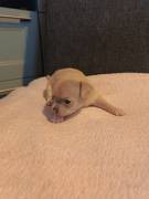 Chihuahua Mädchen sucht ein liebevolles Zuhause