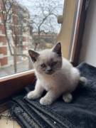 Britisch Kurzhaarkatze kitten