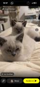 Britisch Kurzhaarkatze kitten