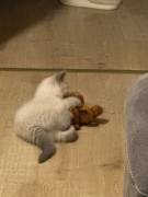 Britisch Kurzhaarkatze kitten