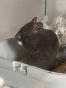 2 Hamster zu verkaufen mit Zubehör 