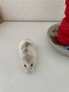 2 Hamster zu verkaufen mit Zubehör 