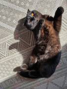 Scottish Fold BKH Kater sucht Katzenkorb 