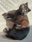 Scottish Fold BKH Kater sucht Katzenkorb 