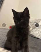 Beby katze