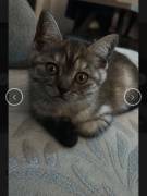 Beby katze