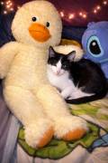 Kater 