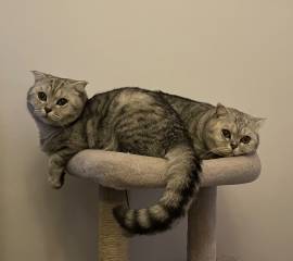 Zwei liebevolle BKH-Mix Katzen abzugeben 