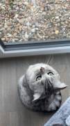 Zwei liebevolle BKH-Mix Katzen abzugeben 