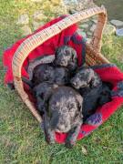 Portugiesische Wasserhund Bergamasker Hirten Welpe