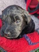 Portugiesische Wasserhund Bergamasker Hirten Welpe