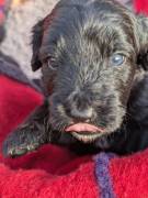 Portugiesische Wasserhund Bergamasker Hirten Welpe