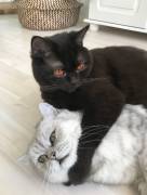 BKH Kater Karli & Rudi suchen liebevolles zuha