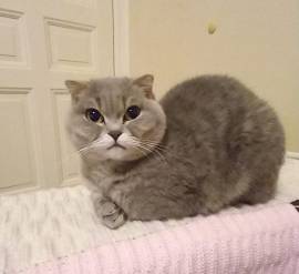 Katze sucht ruhiges, erfahrenes Zuhause