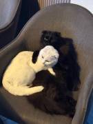 Scottish Fold Mix Geschwister