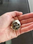Griechische Schildkröten NZ 2025