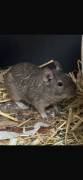 Degu Jungtiere 