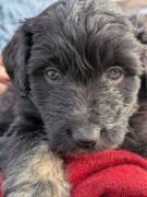 Portugiesische Wasserhund Bergamasker Mix Welpen
