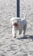 Lagotto Romagnolo Welpen