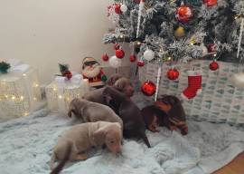 Dackelwelpen suchen Zuhause.