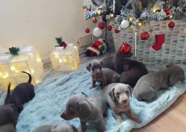 Dackelwelpen suchen Zuhause.