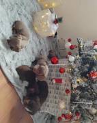 Dackelwelpen suchen Zuhause.