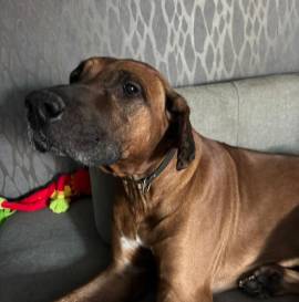 Rhodesian Ridgeback Rüde