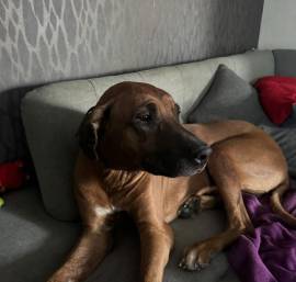 Rhodesian Ridgeback Rüde